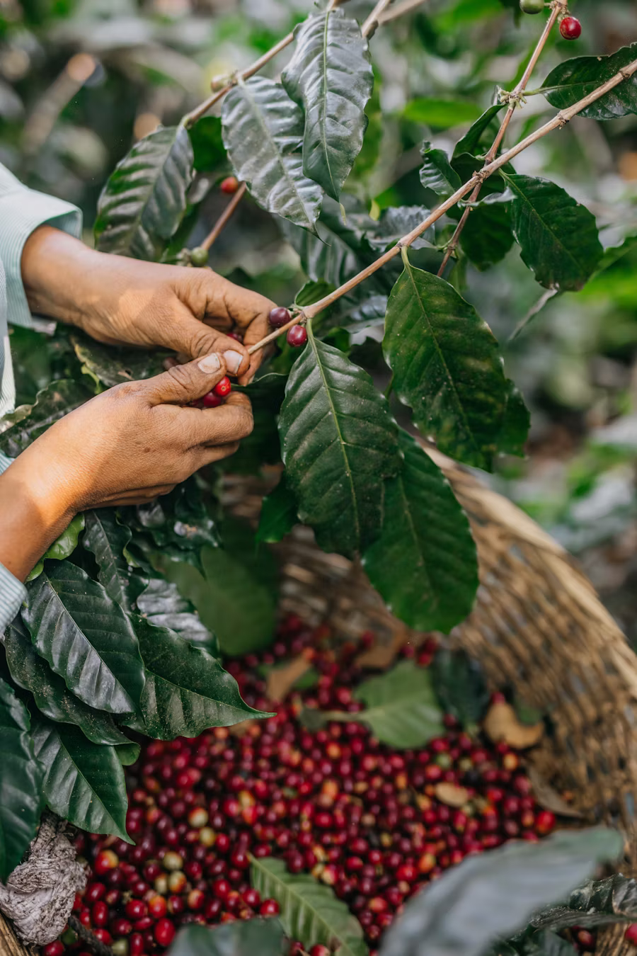 coffee beans harvesting
